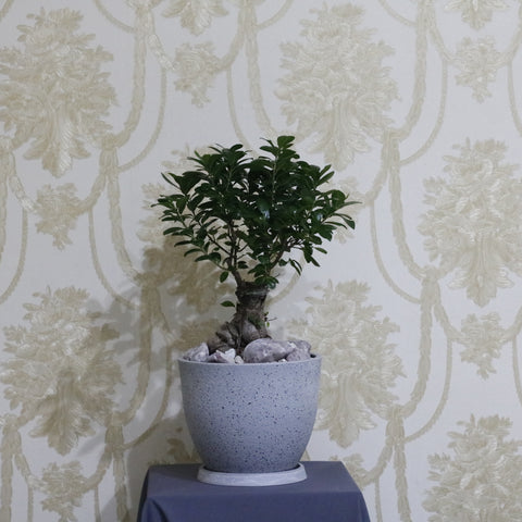 Ficus Gensing Grey Pot