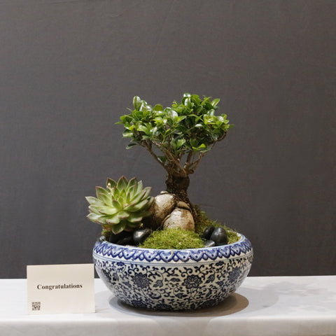 Blue Pot Bonsai