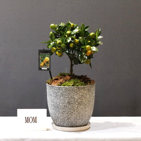 Citrofortunella Microcarpa Calamondin