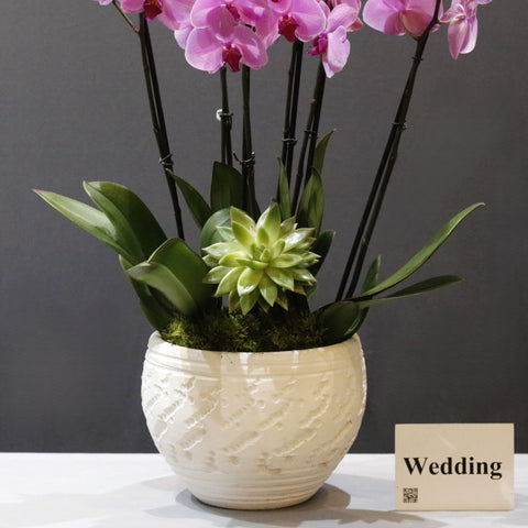 Fuchsia & White