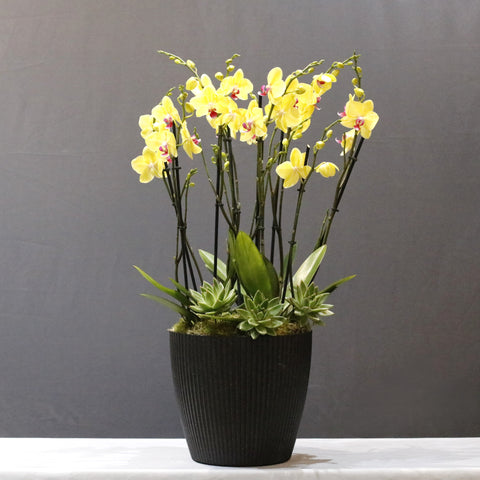 Yellow Limelight & Echeveria