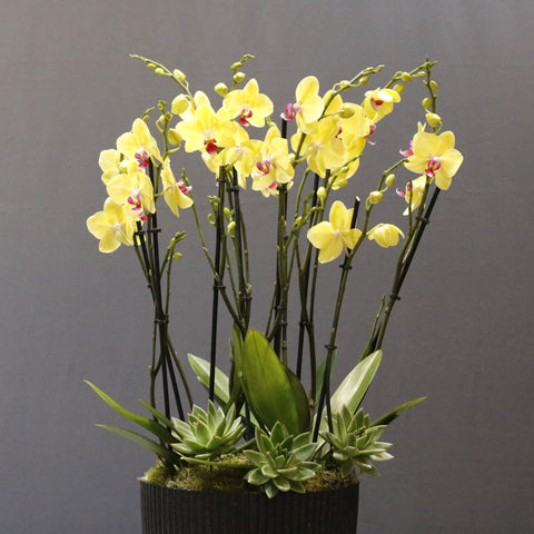 Yellow Limelight & Echeveria
