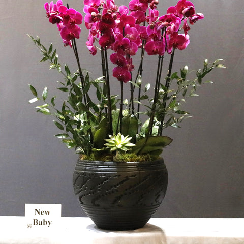 Baby Purple