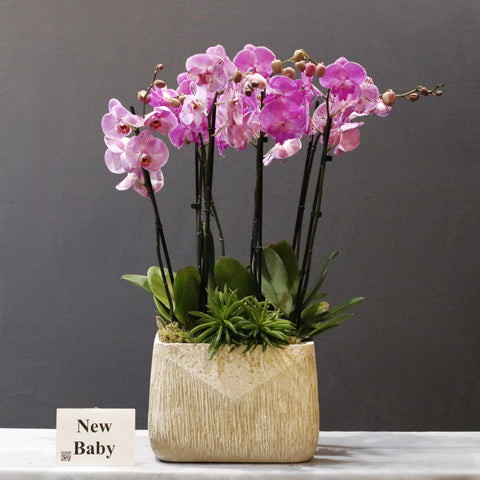 Spotted & Pink Orchid