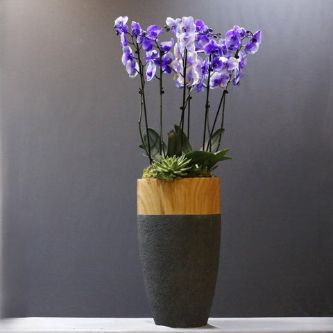 Cascade Orchid