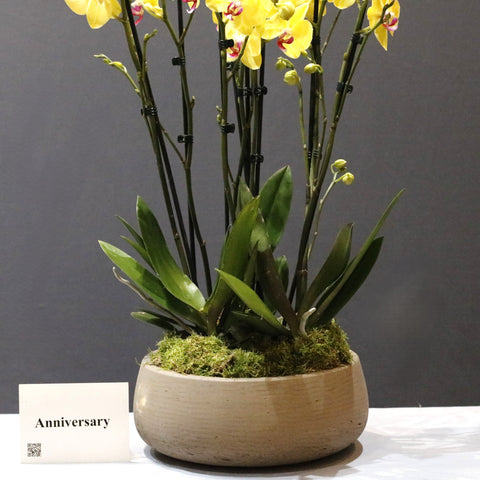 The Limelight Yellow