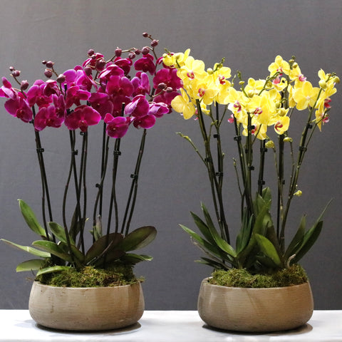 Yellow & Purple Bowls
