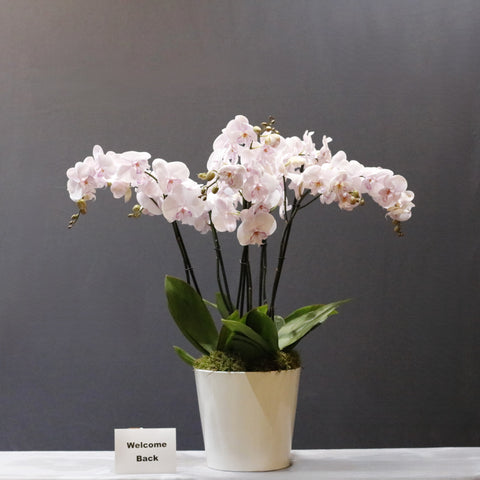 Amazing Pink