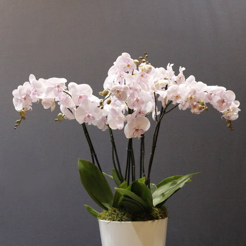 Amazing Pink