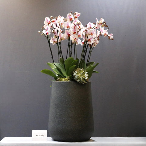 Elegent LIght Pink