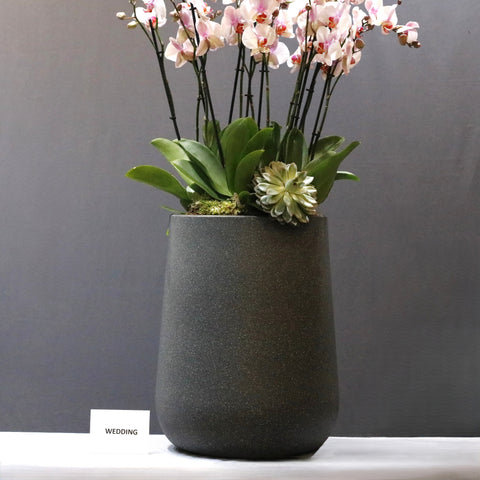 Elegent LIght Pink
