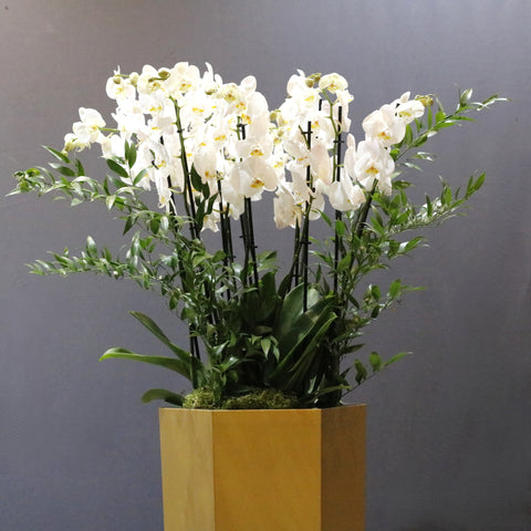 White Orchid & Gold
