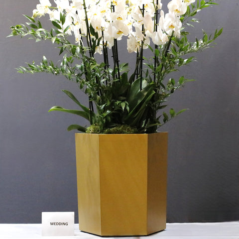 White Orchid & Gold