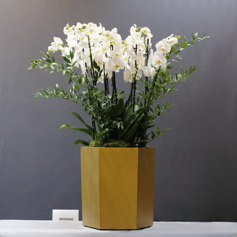 White Orchid & Gold