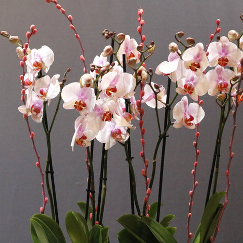 Beautiful Pink