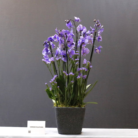 Cascade Purple Color