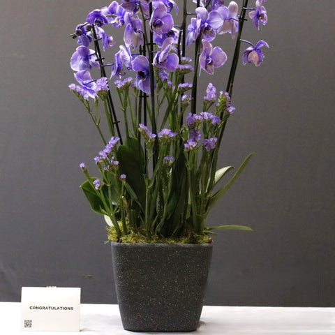 Cascade Purple Color