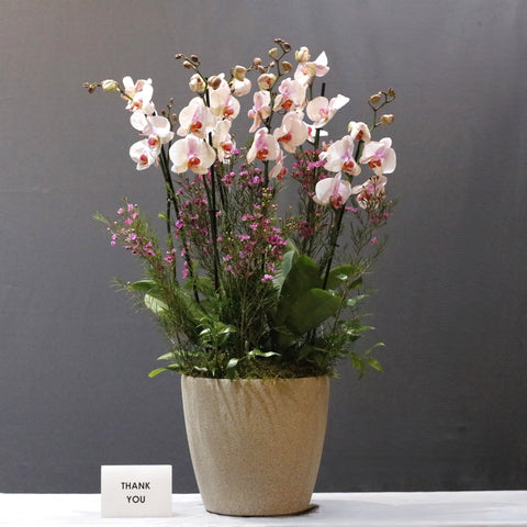 Bushy Pink