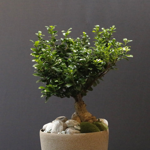 Bushy Bonsai
