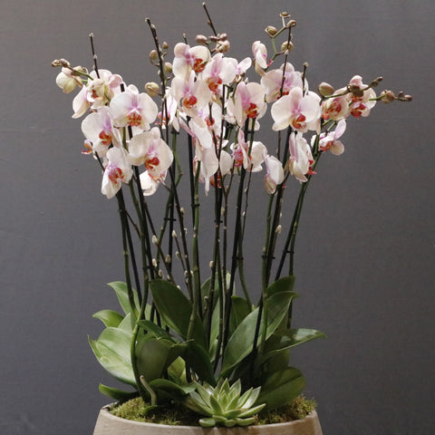 LIght Bloom Orchid