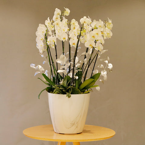 Orchid White Art