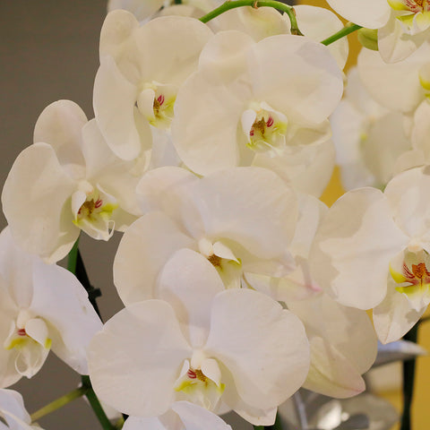 Orchid White Art