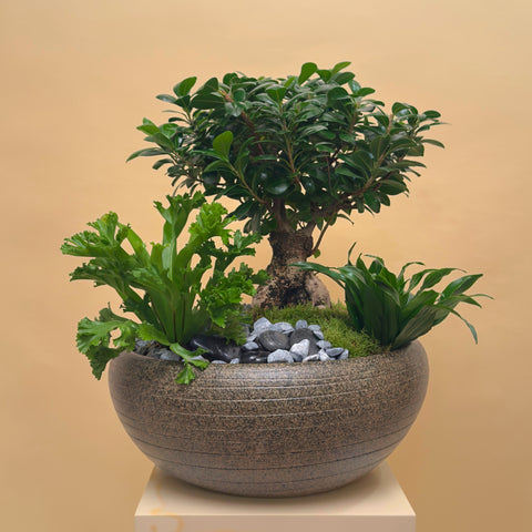 Royal Bonsai Garden