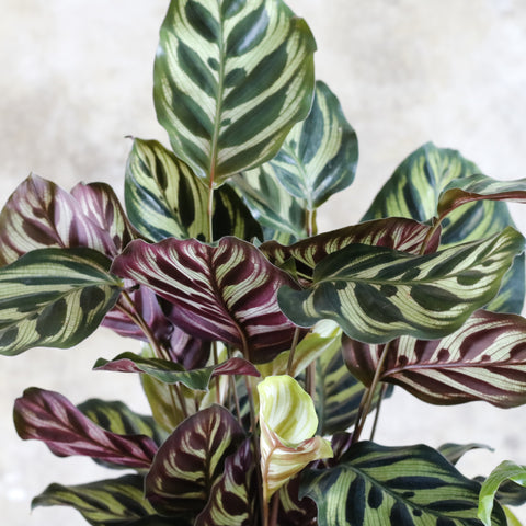 Mokayana Calathea