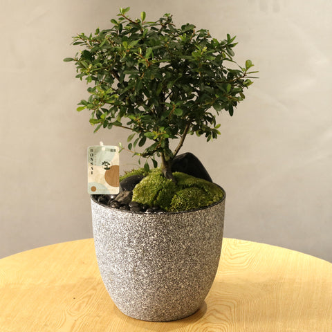 Pyracantha Bonsai