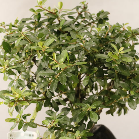 Pyracantha Bonsai