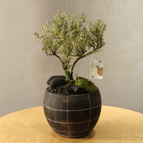 Serissa Bonsai