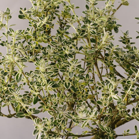 Serissa Bonsai