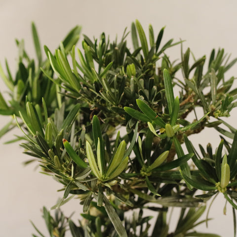 Podocarpus Bonsai