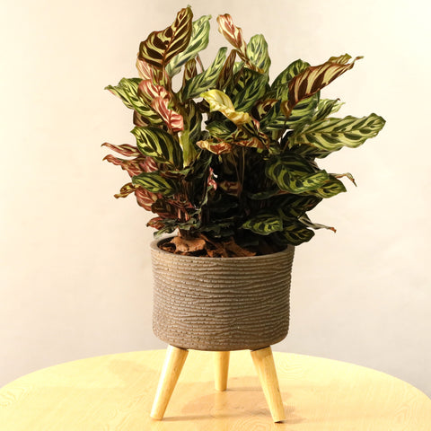 Mokayana Calathea