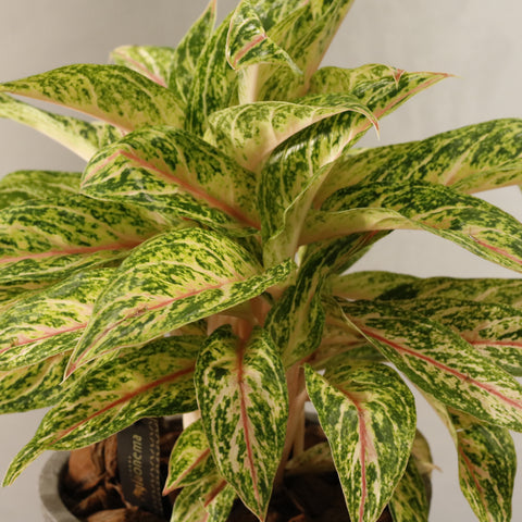 Aglaonema Pink Sunset