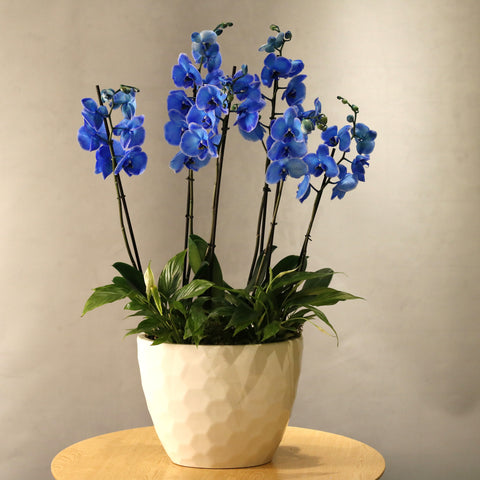 Magic Blue Orchid