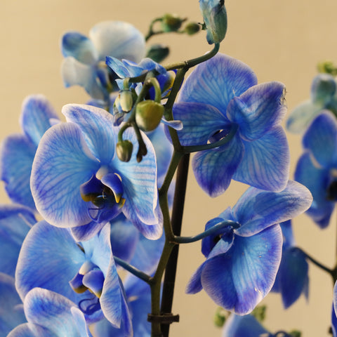 Magic Blue Orchid