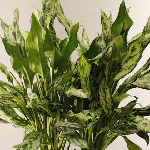 Aglaonema Cocomelon