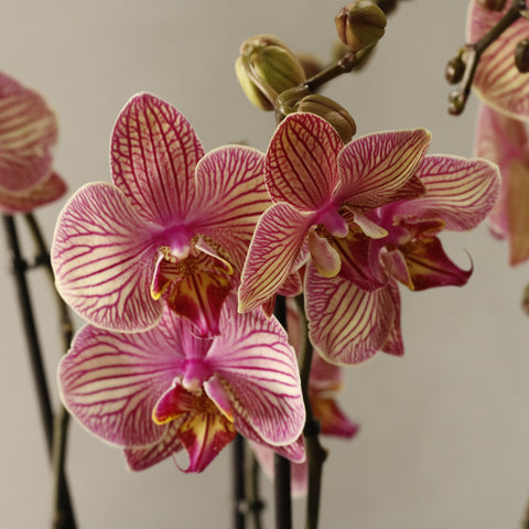 Jupiter Phalaenopsis