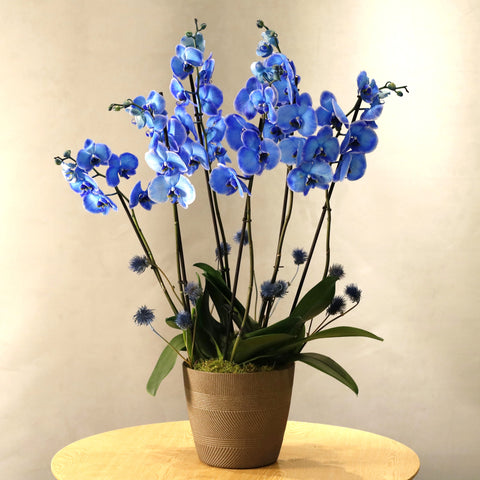 Blue  Phalaenopsis