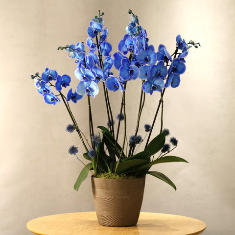 Blue  Phalaenopsis