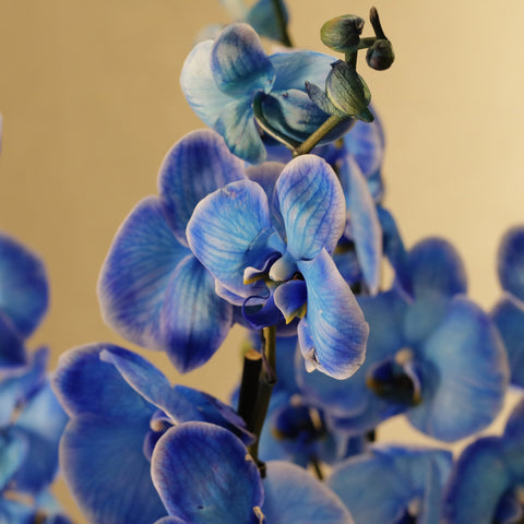 Blue  Phalaenopsis