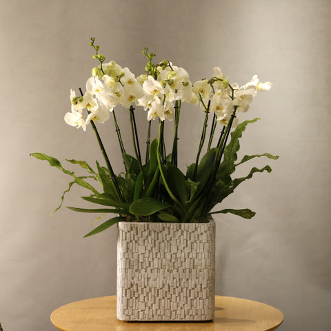 White Square Phalaenopsis