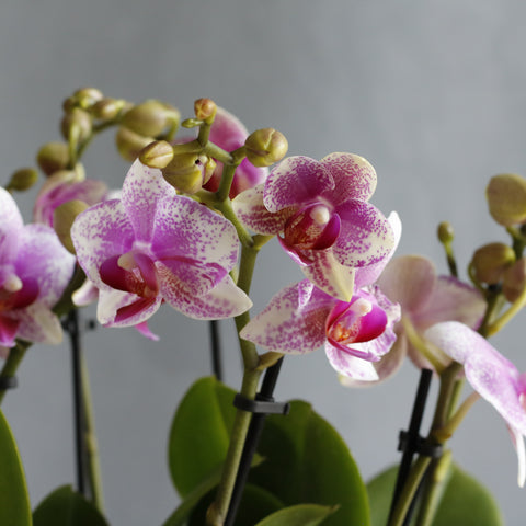 Phalaenopsis Rotterdam