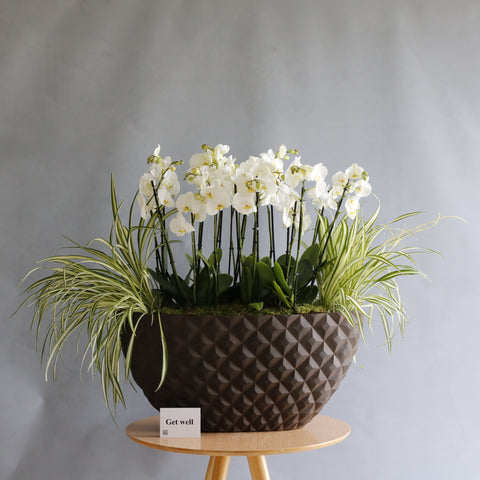 Phalaenopsis with Chlorophytum