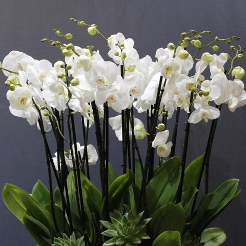 White  Art Arrangement