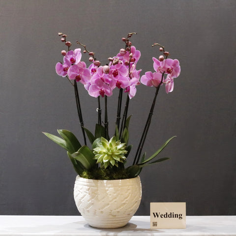 Fuchsia & White