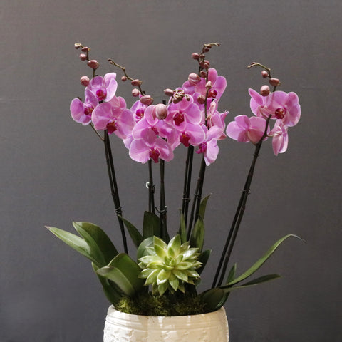 Fuchsia & White