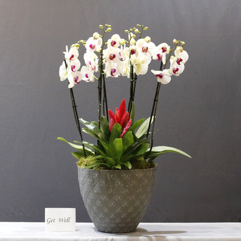 Orchid Red Lips
