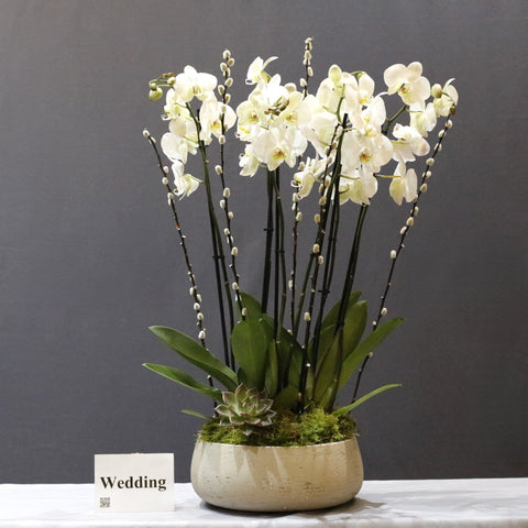Orchid White